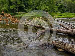 River with Fallen Trees and Small Snake