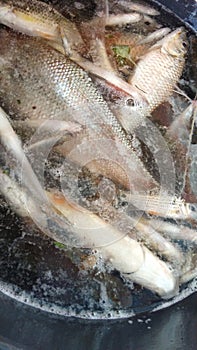 River fish is a fish that has a sweeter and fresher taste than the fish in the column