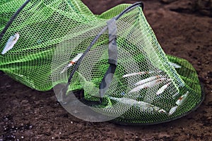 River fish in green corf