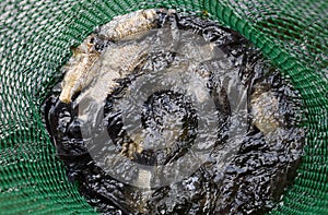 River fish in a green plastic grid in a pond. Fish catch. Carp a