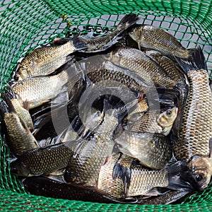 River fish in a green plastic grid in a pond. Fish catch. Carp a