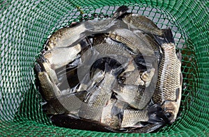 River fish in a green plastic grid in a pond. Fish catch. Carp a