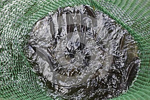 River fish in a green plastic grid in a pond. Fish catch. Carp and carp. Weed fish.