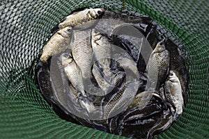 River fish in a green plastic grid in a pond. Fish catch. Carp and carp. Weed fish.