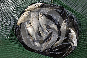 River fish in a green plastic grid in a pond. Fish catch. Carp and carp. Weed fish.