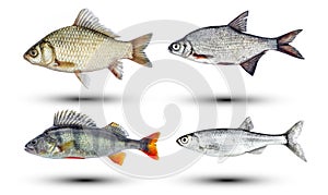 River fish isolated