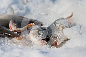 River fish lies on snow. Winter fishing