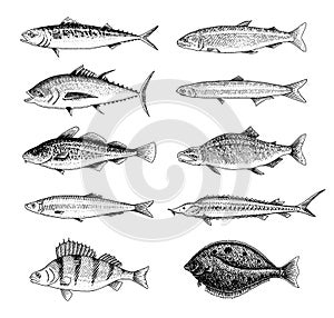 River fish. Perch or bass, Seafood for the menu. Scomber or mackerel, beluga and sturgeon, lake. Sea creatures