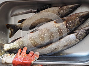 River fish pike in a metal container, prepared for cleaning and butchering. Winter fishing