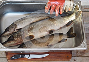 River fish pike in a metal container, prepared for cleaning and butchering. Winter fishing