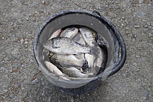 River fish in a plastic bucket. Fish catch. Carp and carp. Weed
