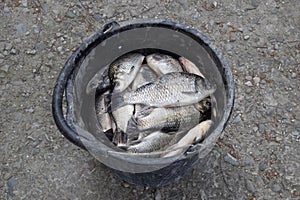 River fish in a plastic bucket. Fish catch. Carp and carp. Weed fish.