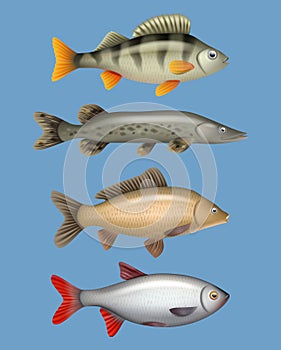 River fish. Realistic seafood freshwater swimming animals salmon herring bass decent vector templates collection