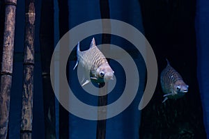 River fish Silver barb, or Java barb Barbonymus gonionotus swims underwater. Environment