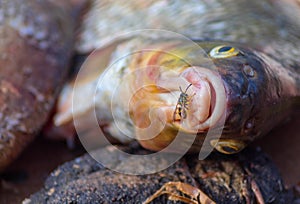 On the river fish, which is called a bream, sits an insect