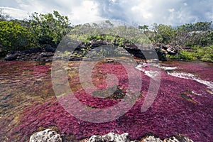 River of Five Colors CaÃ±o Cristales, Colombia