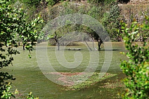River flood in the spring valley of Cerna river
