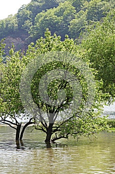 River flood in the spring valley of Cerna river