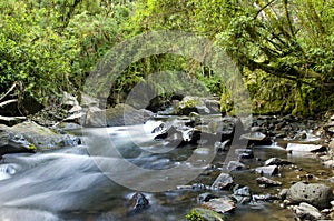 River flow / Ecology scene