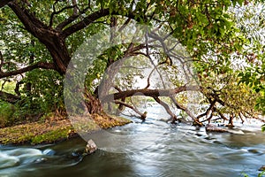 River flow in the rocks near the big green tree photo