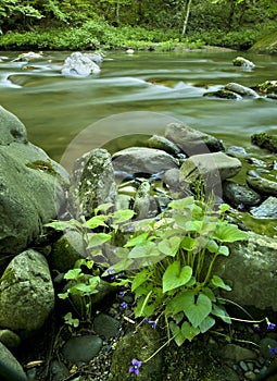 River flow in TN, Smoky Mountains