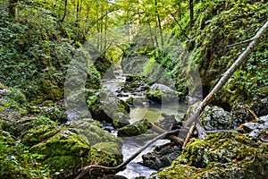 River flowing through the canyon - Romania mountain landscape