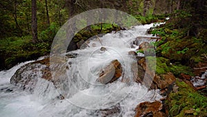 River Flowing In Lush Green Forest