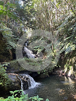 River flowing through a lush green forest in Hawaii Tropical Bioreserve & Garden,