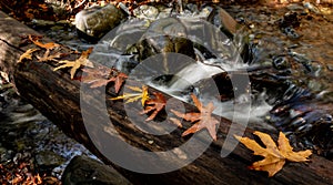 River flowing with maple leaves on the rocks on the riverside in autumn season