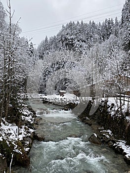 river flowing in the middle of the forest in winter