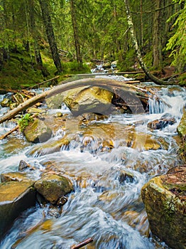 River flowing through the mountain hills wild nature. Prut river in Carpathian Mountains, Hoverla Peak. Fast stream water with