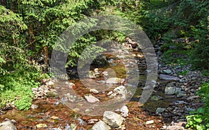 River flowing through pine forest - mountain landscape