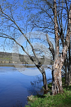 A River Flows against Trees in Bloom on a Spring Day in Minnesota