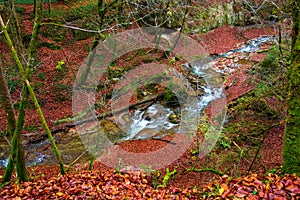 The river flows in a beautiful autumn forest photo