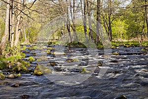 The river in the forest