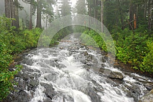 River in a Forest