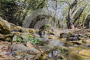 River in the forest