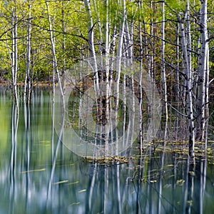 River Forest at Abrahams Lake