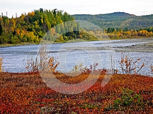 River and forest. Autumn on the Yamal Peninsula under