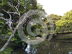 river forest bigtree