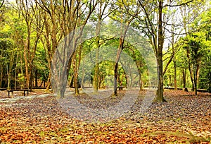 The river and forest