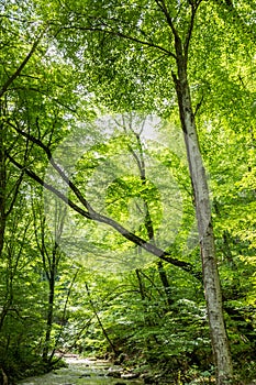 River in Sun Forest Sunny Green Tree Branches Summer Backdrop