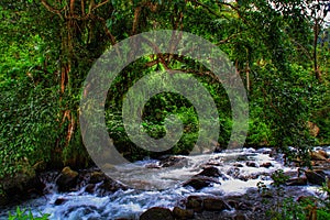 River and forest in Flores island, Indonesia.