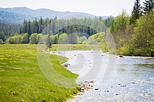 River in the forest.  Forest river landscape. river in field and forest