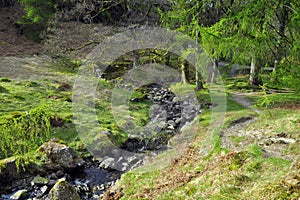 River on forest glade in English countryside