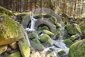 The river in the forest - HDR