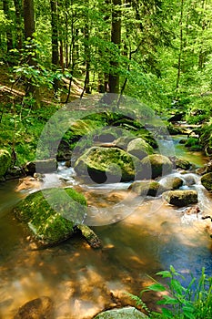 The river in the forest - HDR