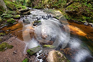 River in the forest - HDR