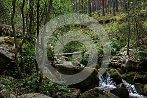 River in forest mountains