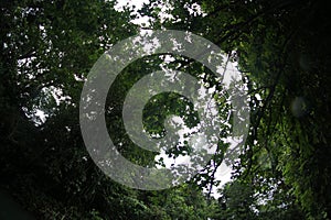 River forest in Pangandaran, West Java, Indonesia